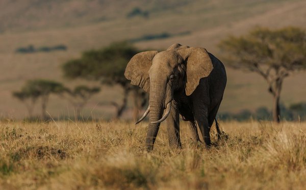 Où observer la faune sauvage en Tanzanie : parcs nationaux et meilleures périodes ?